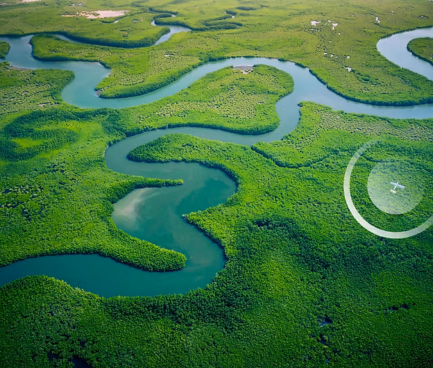 Gambia Mangroves. Aerial view of mangrove forest in Gambia. Photo made by drone from above. Africa Natural Landscape.